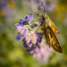 Coiled “Tongue” of a Grass Skipper Butterfly by jnewbio