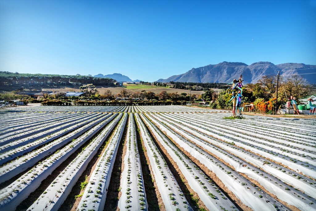 Strawberry fields forever by ludwigsdiana