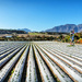 Strawberry fields forever by ludwigsdiana