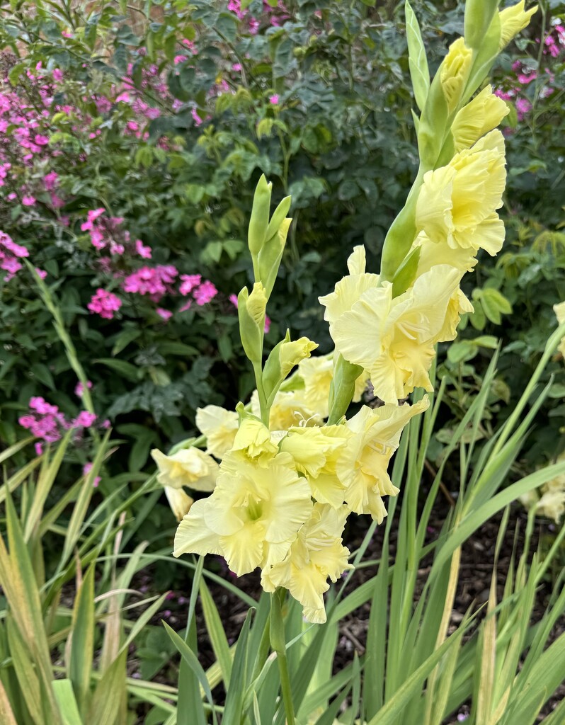 Yellow gladiolus flowers  by alison59