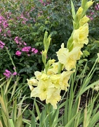 26th Aug 2024 - Yellow gladiolus flowers 