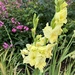 Yellow gladiolus flowers  by alison59