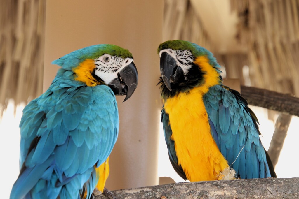 Macaws by randy23