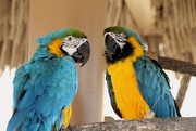 26th Aug 2024 - Macaws