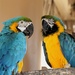 Macaws by randy23