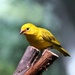 Yellow Bird by randy23