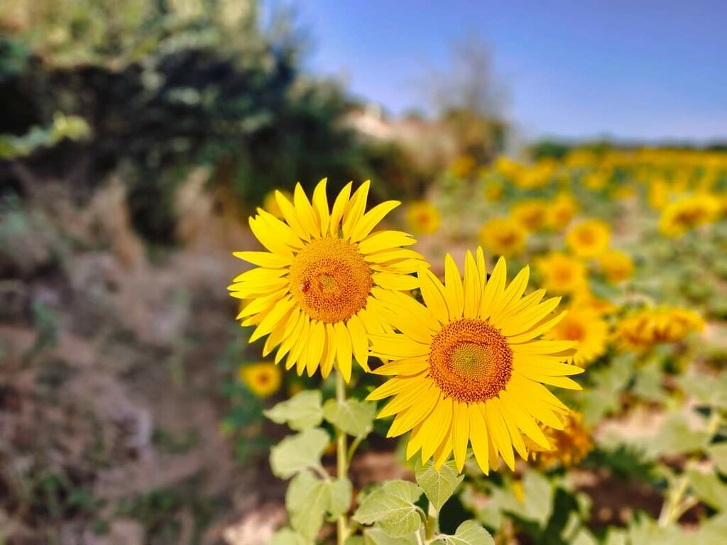 Sunflowers  by alisonl