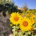 Sunflowers  by alisonl