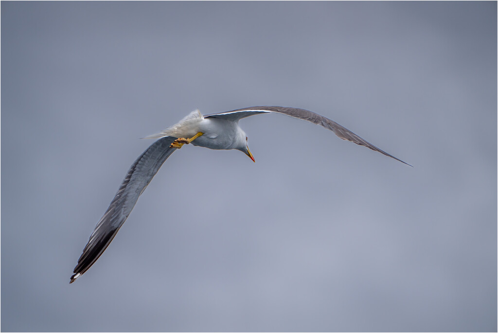 Yellow legged gull by clifford