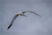 26th Aug 2024 - Yellow legged gull