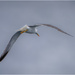 Yellow legged gull by clifford