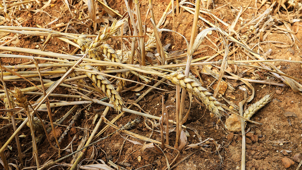 Wheat left in the field! by neil_ge