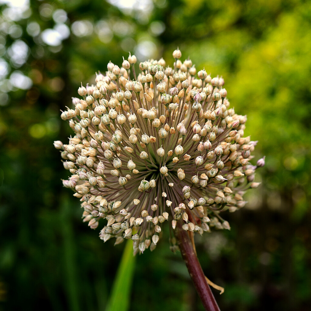 Allium seed head. by neil_ge