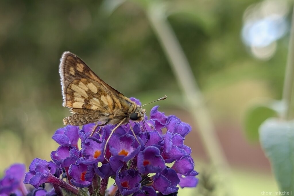 Peck’s Skipper by rhoing