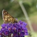 Peck’s Skipper by rhoing