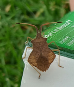 26th Aug 2024 - Dock Bug or Leather bug