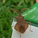 Dock Bug or Leather bug by 365projectorgjoworboys