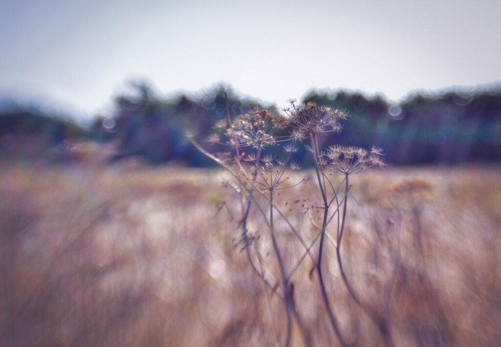 Hazy hogweed by tiaj1402