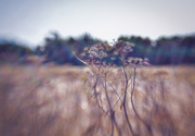 26th Aug 2024 - Hazy hogweed