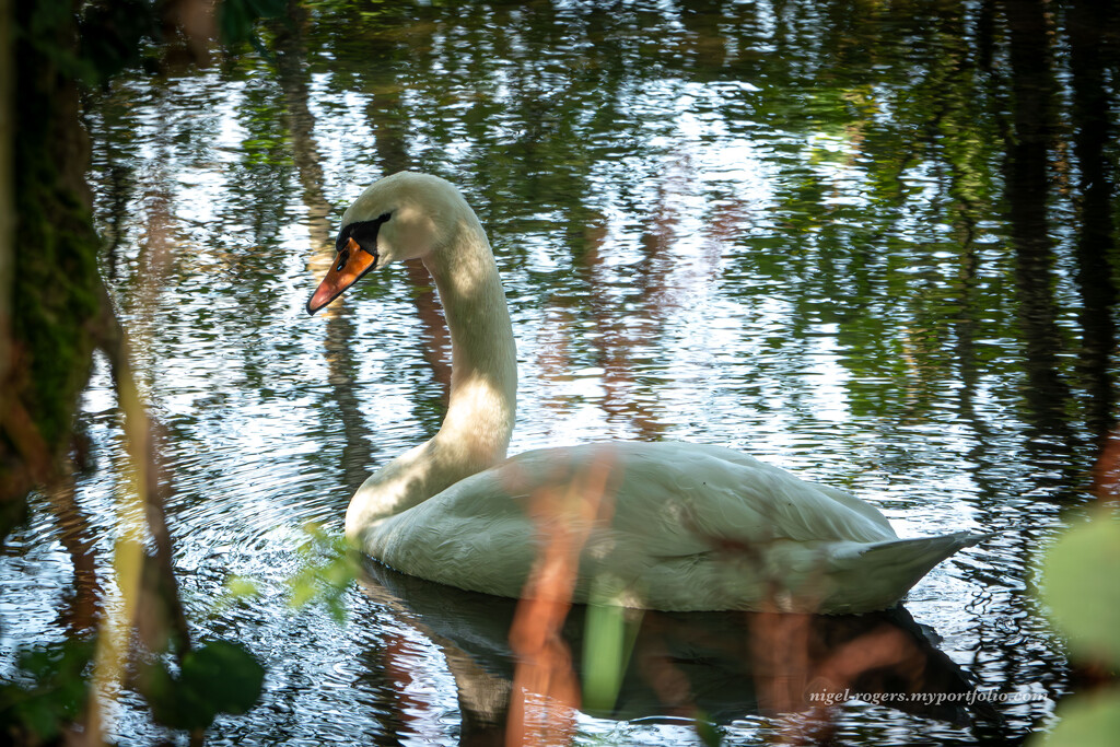 Dappled light by nigelrogers