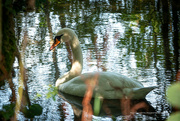 25th Aug 2024 - Dappled light