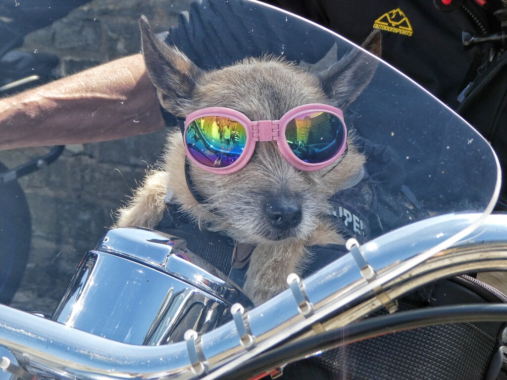 Biker Dog by 30pics4jackiesdiamond