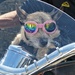 Biker Dog by 30pics4jackiesdiamond