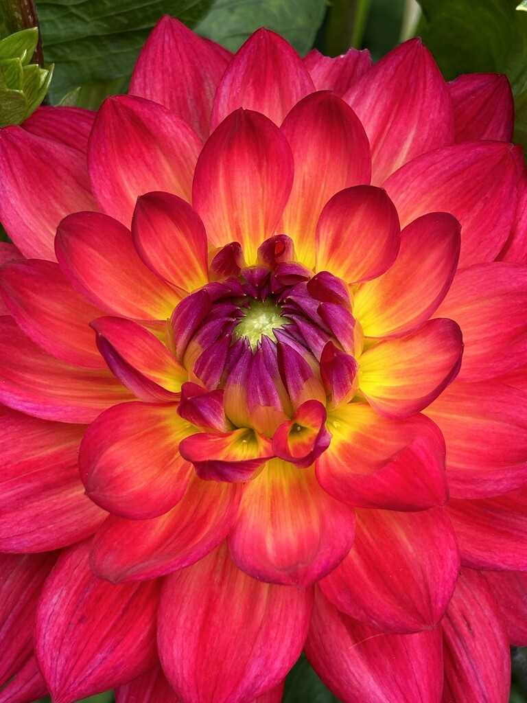 Dahlia day by lizgooster