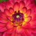 Dahlia day by lizgooster