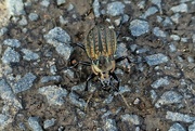 26th Aug 2024 - beetle