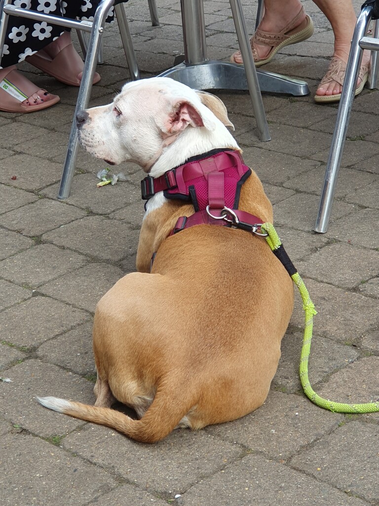 Dog at the cafe  by rosiekind