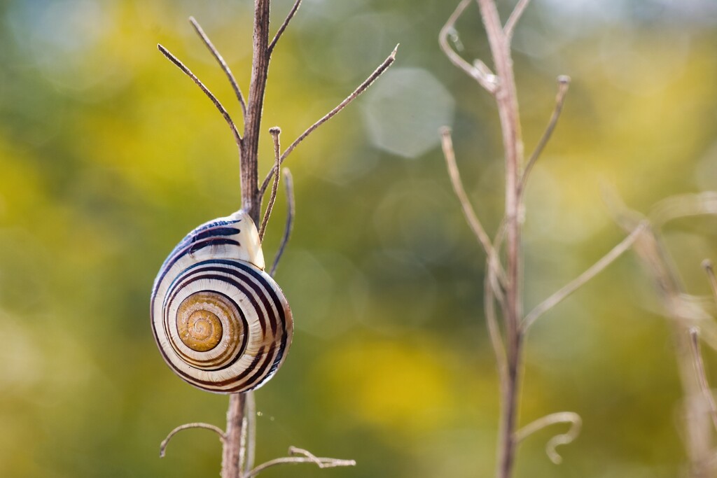 Snail by okvalle