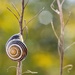 Snail by okvalle