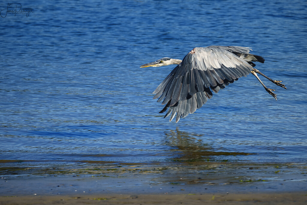 Blue Heron Lift Off by jgpittenger