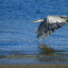 Blue Heron Lift Off by jgpittenger