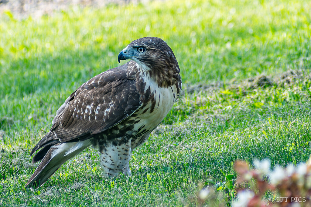 Red-tailed Hawk by lifeisfullofpictures