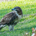 Red-tailed Hawk by lifeisfullofpictures