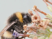 26th Aug 2024 - Bumble Bee