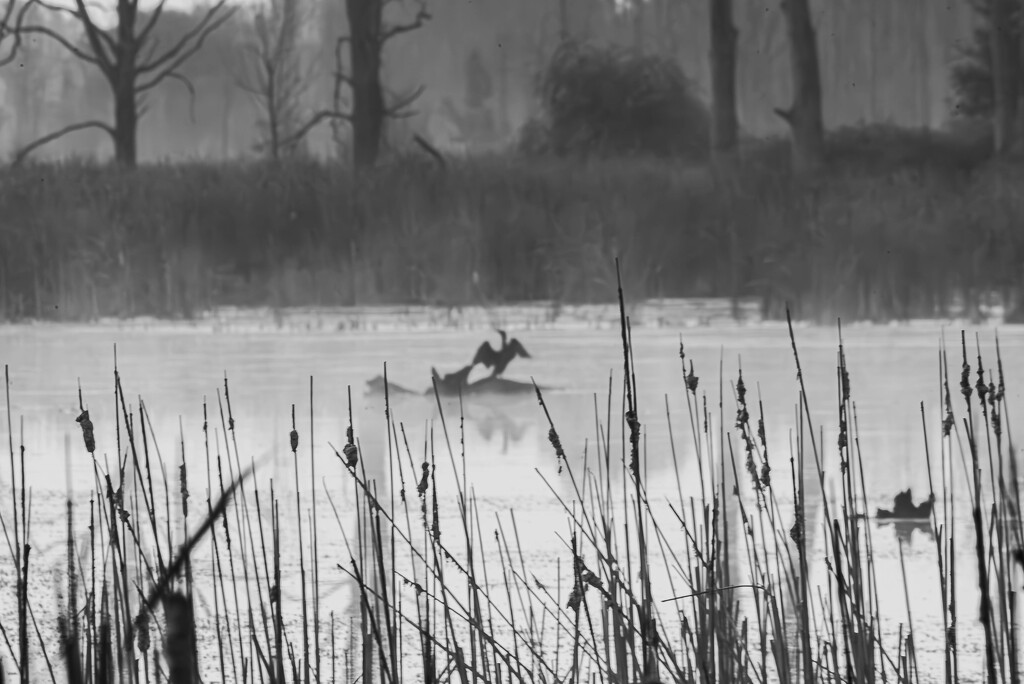 Cormorant in the MIst by darchibald