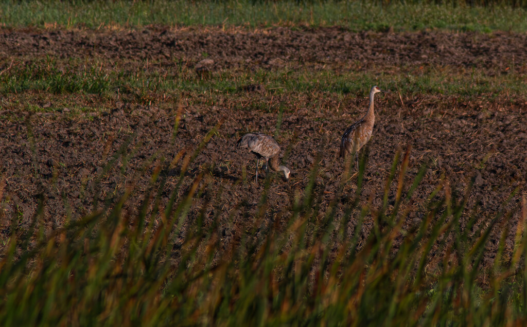 Sandhill Cranes-2 by darchibald