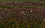 26th Aug 2024 - Sandhill Cranes-2