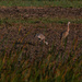 Sandhill Cranes-2 by darchibald