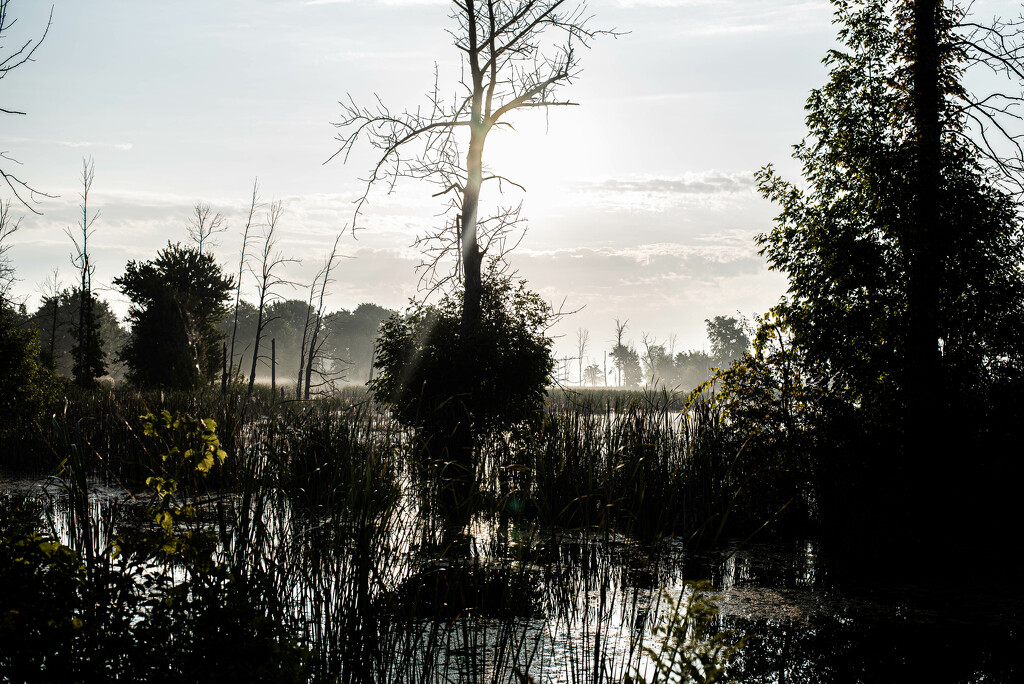 Swamp Silhouette by darchibald