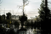 26th Aug 2024 - Swamp Silhouette