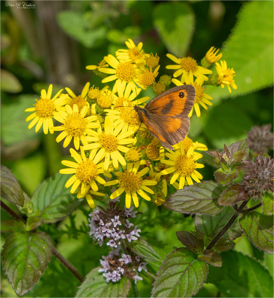 Gatekeeper Butterfly by pcoulson