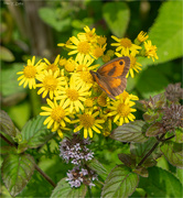 26th Aug 2024 - Gatekeeper Butterfly