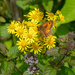 Gatekeeper Butterfly by pcoulson