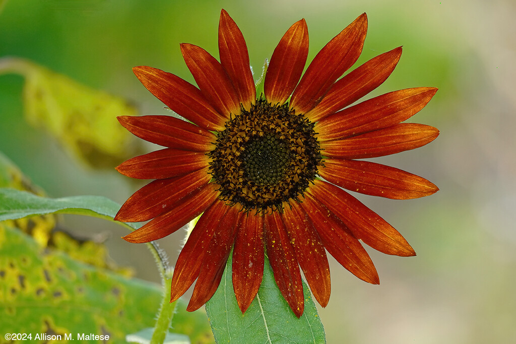 Red Sunflower by falcon11