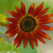 Red Sunflower by falcon11