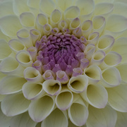 26th Aug 2024 - Dahlia